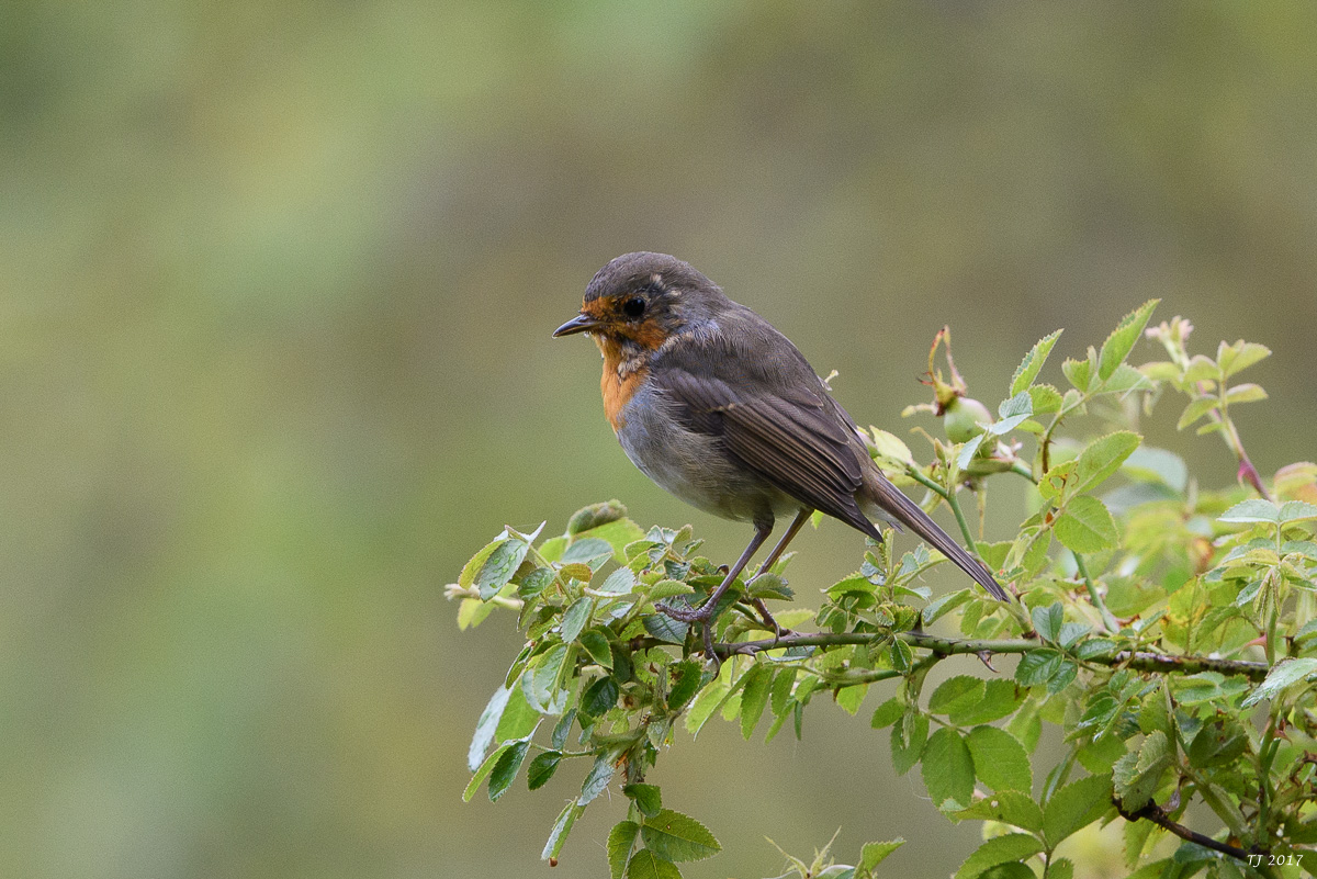 DSC_2754.jpg