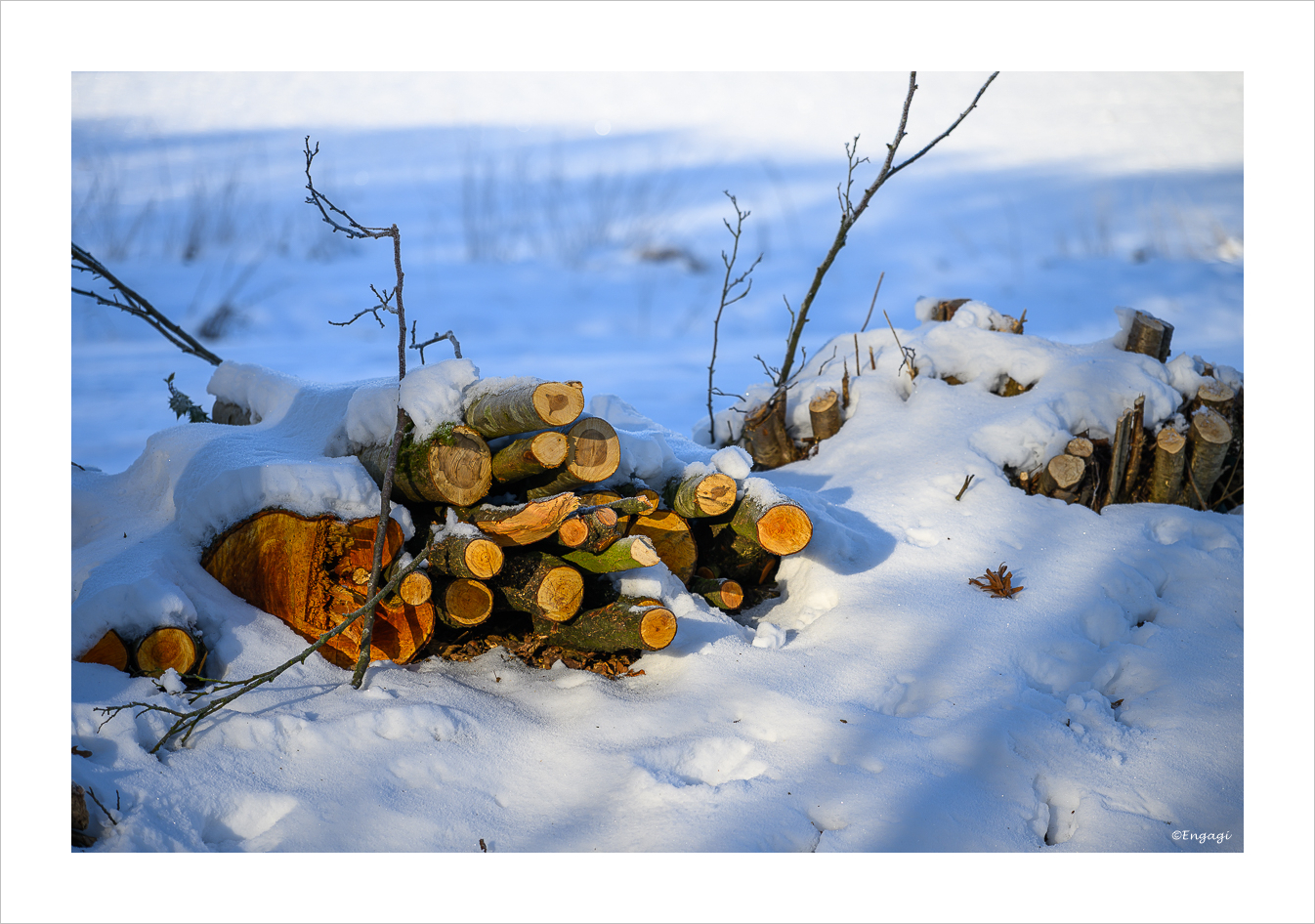DSC_9557.jpg