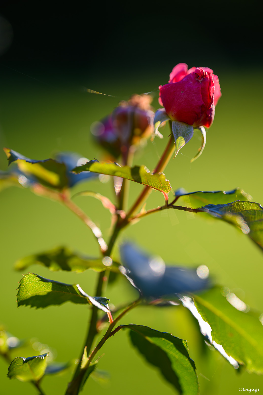 DSC_8944.jpg