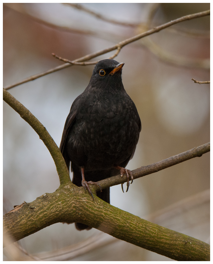 Amsel002.jpg