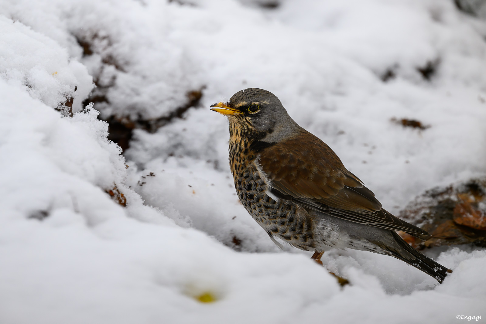 DSC_3731.jpg