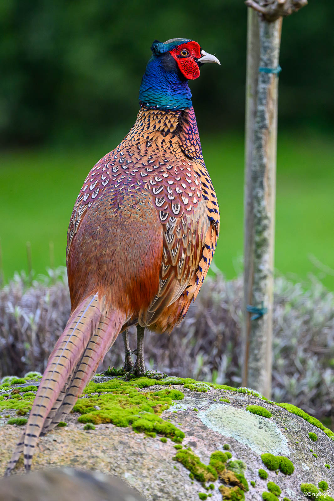 DSC_2798.jpg