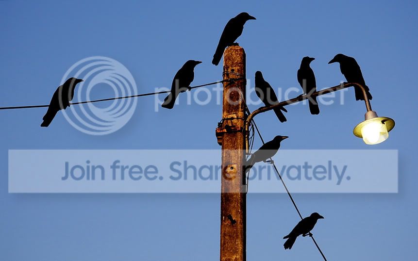 birds.jpg