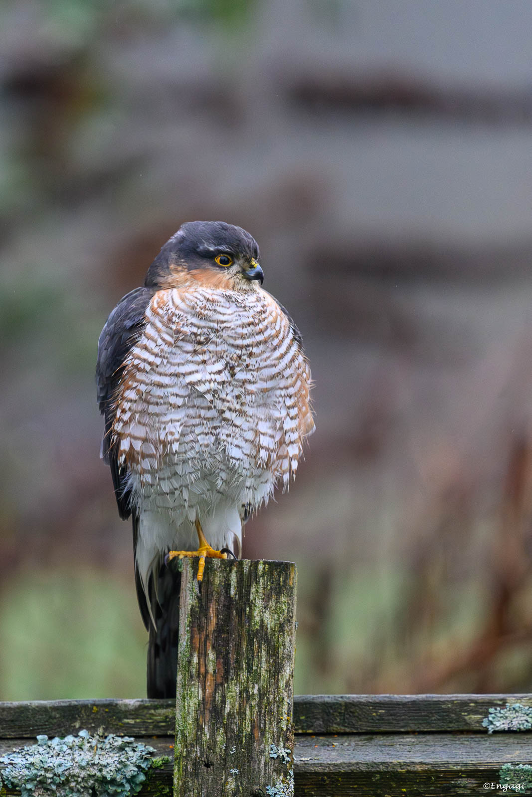 DSC_2069.jpg