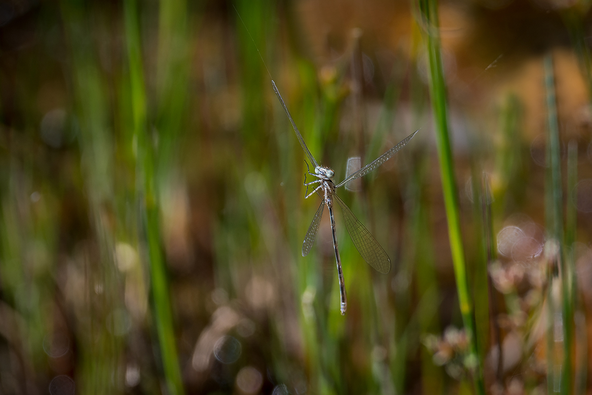 20220604_D500_0100_DxONF.jpg