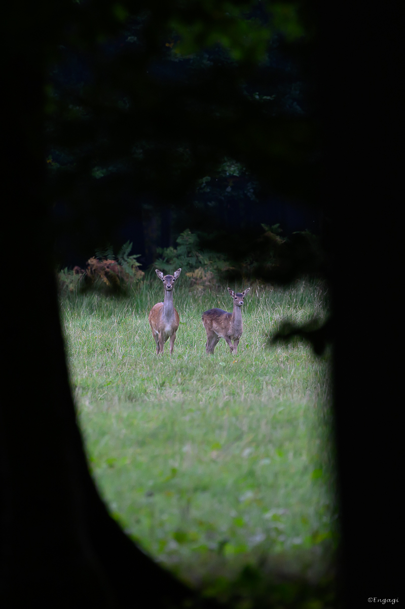 DSC_3322.jpg