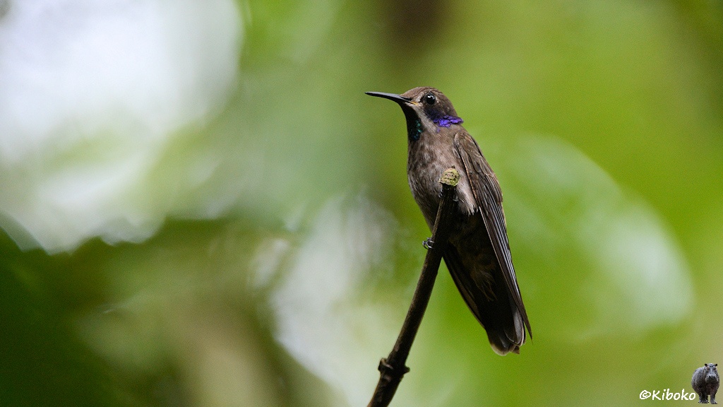 Das Bild zeigt einen braunen Kolibri schräg von vorn. Unter dem Auge hat der Kolibri einen violetten Fleck. Die Kehle glitzert grün. Die Brustist etwas heller und braun gesprenkelt. Der Vogel sittze am Ende eines senkrechten Astes. Der Hintergrund ist unscharf.