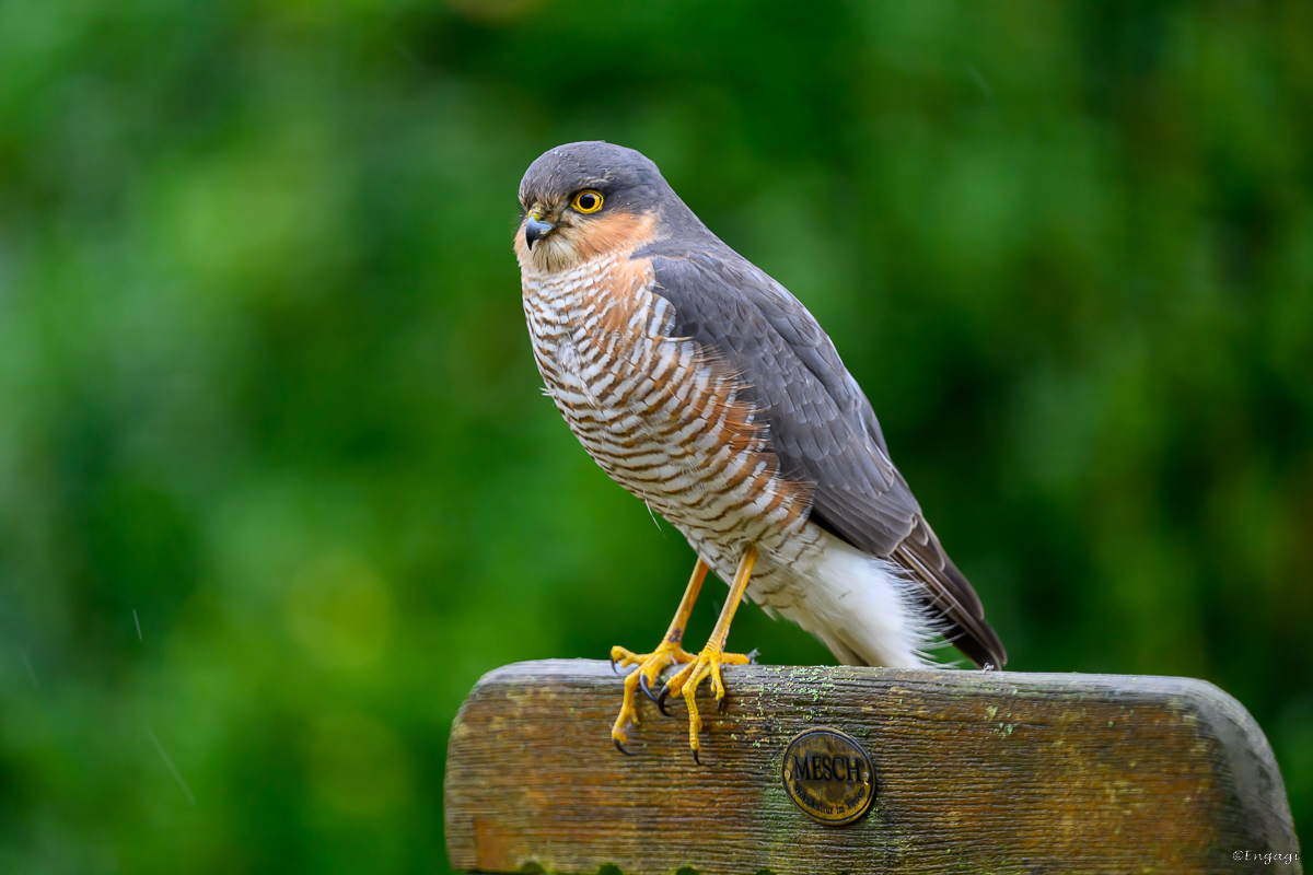 DSC_7306.jpg
