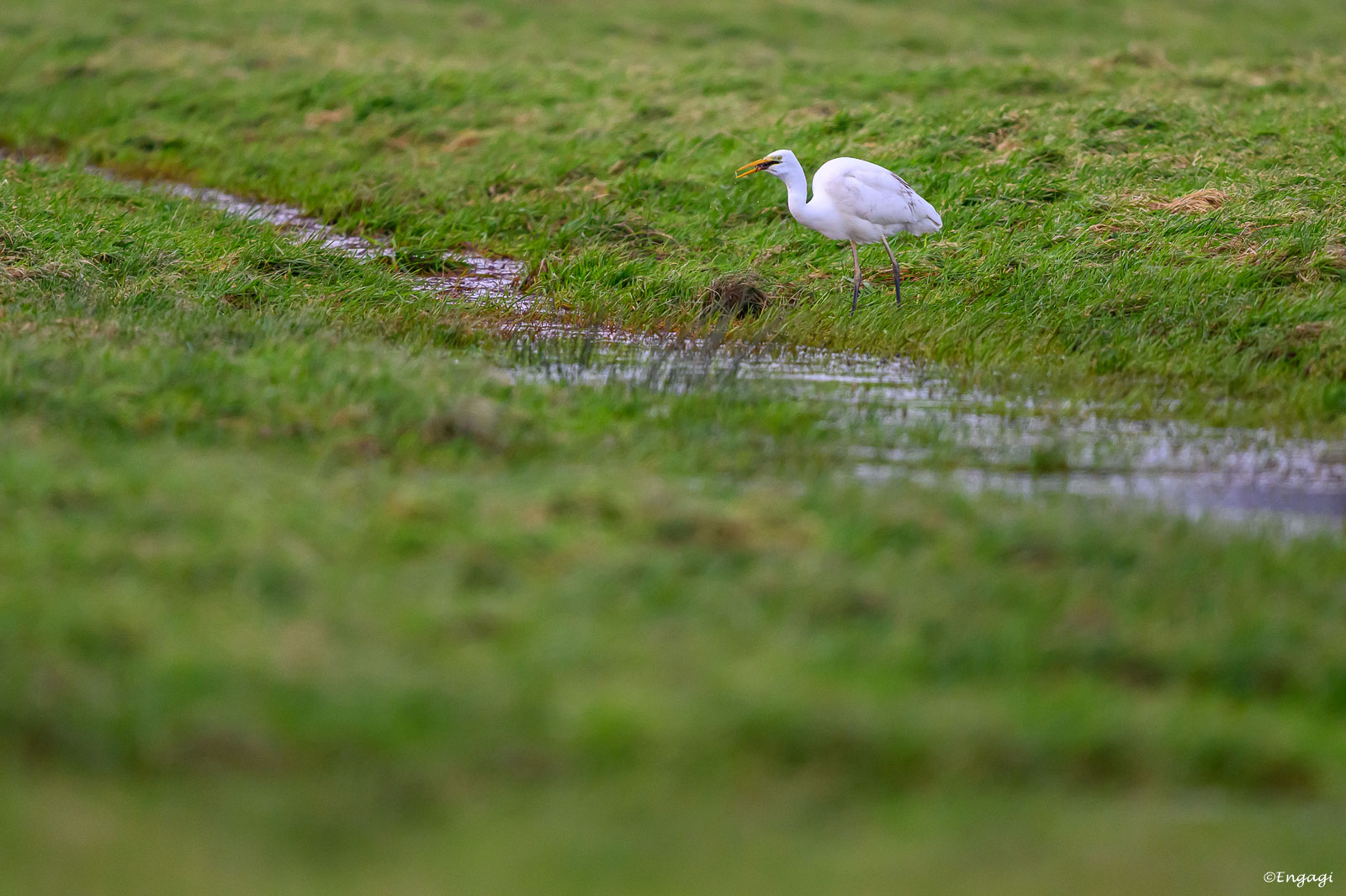 DSC_5254.jpg