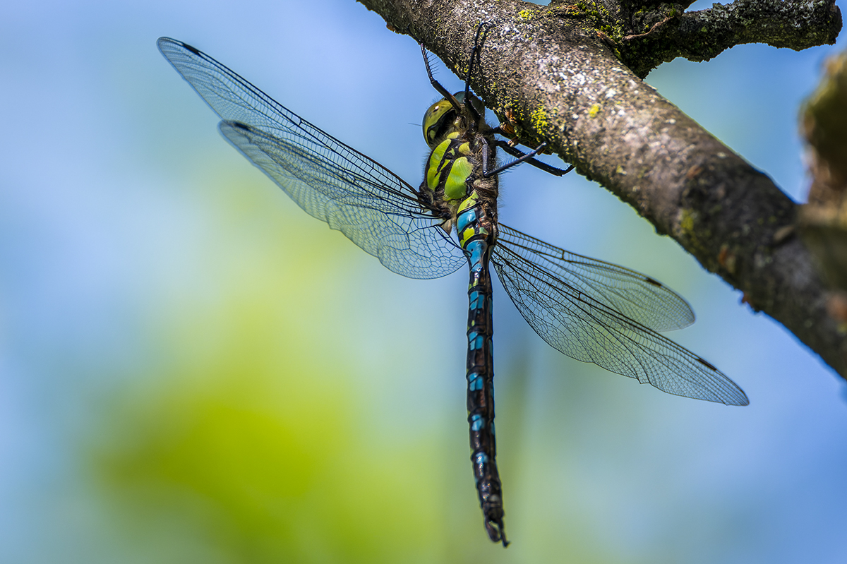 20230818_NZ9_1431_DPNF.jpg