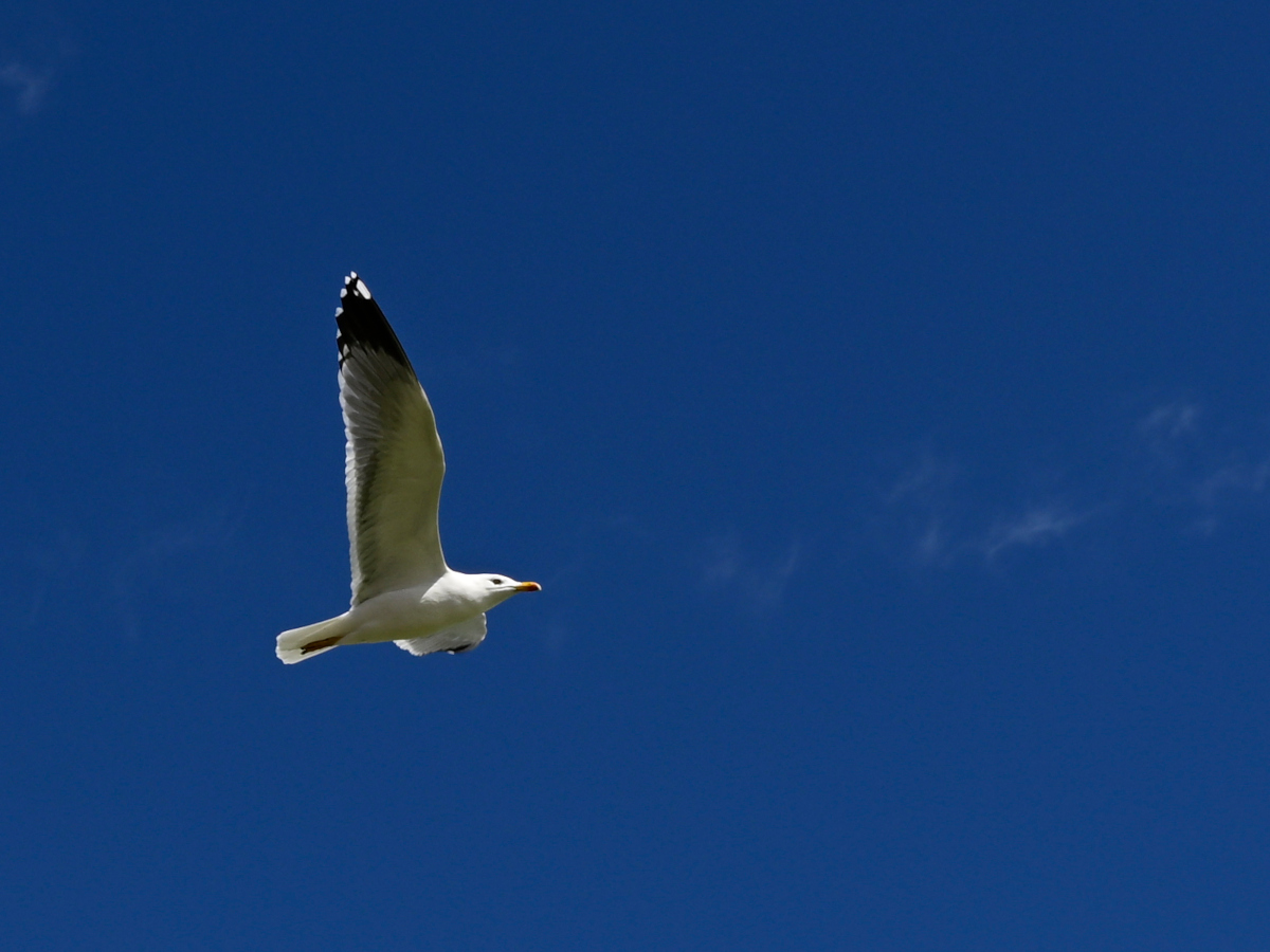 _U010680-crop1200x900.JPG