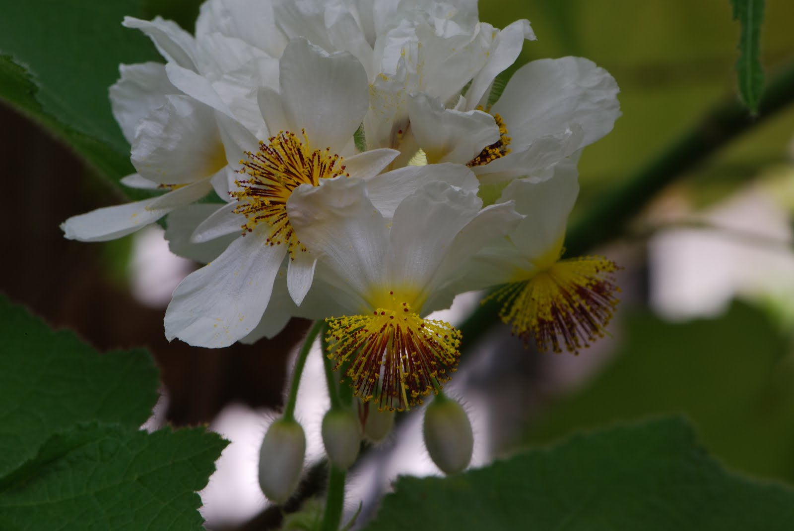 DSC_0258.JPG
