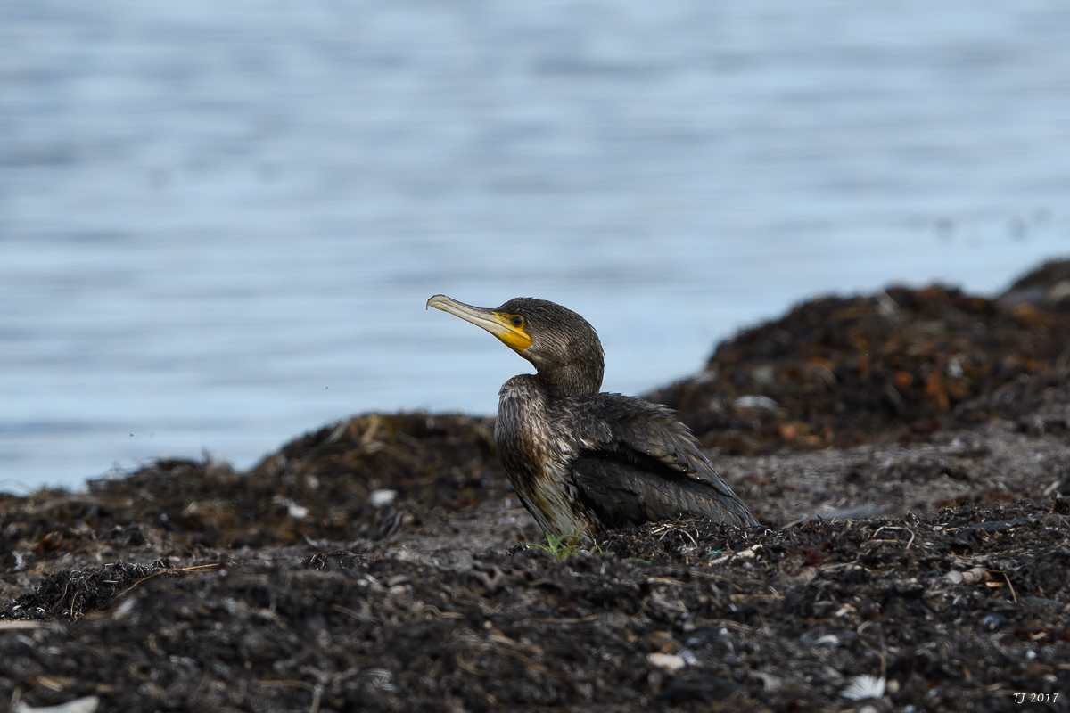 DSC_2503.jpg