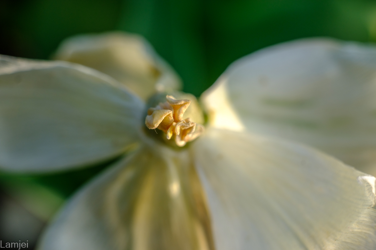 DSCF9463.jpg