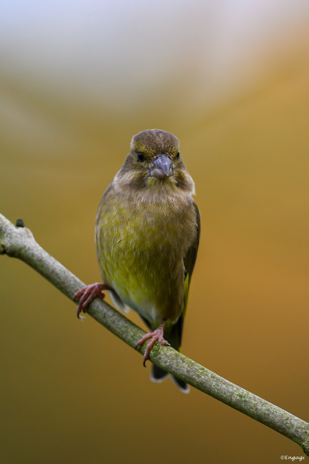 DSC_2974.jpg