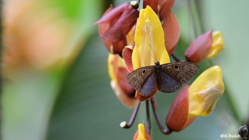 Das Bild zeigt einen braunen Schmetterling mit ausgebreiteten Flügeln auf einer gelb-braunen Blüte sitzend. Vorn hat der Schmetterling ein Auge an den braunen Flügeln. Hinten und innen sind die Flügel dunkelviolett.
