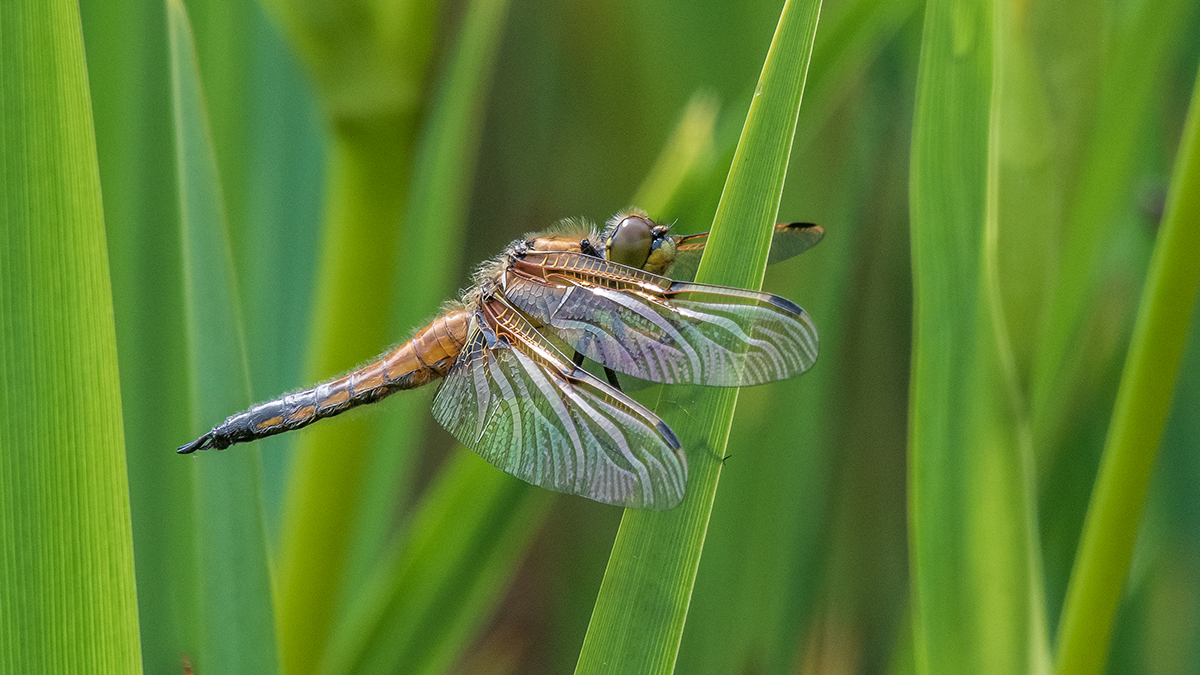 20200517_D500_2173NF.jpg
