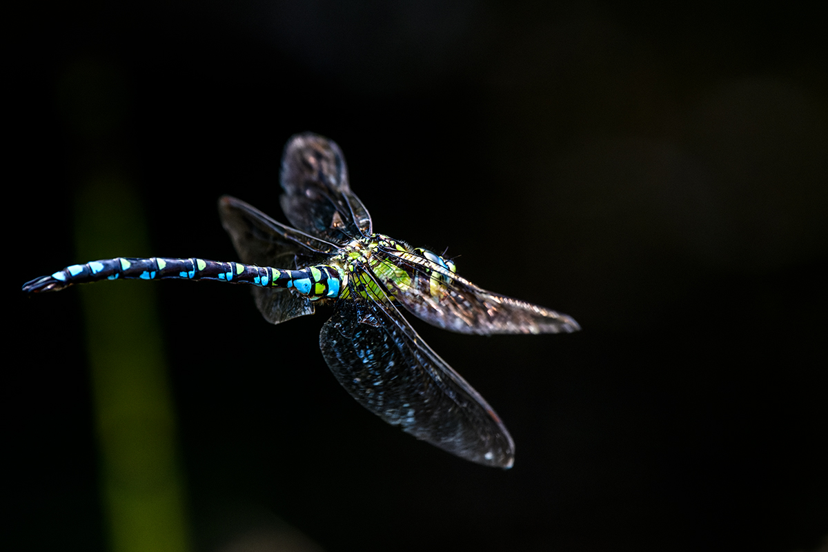 20210926_D500_7694_DxONF.jpg