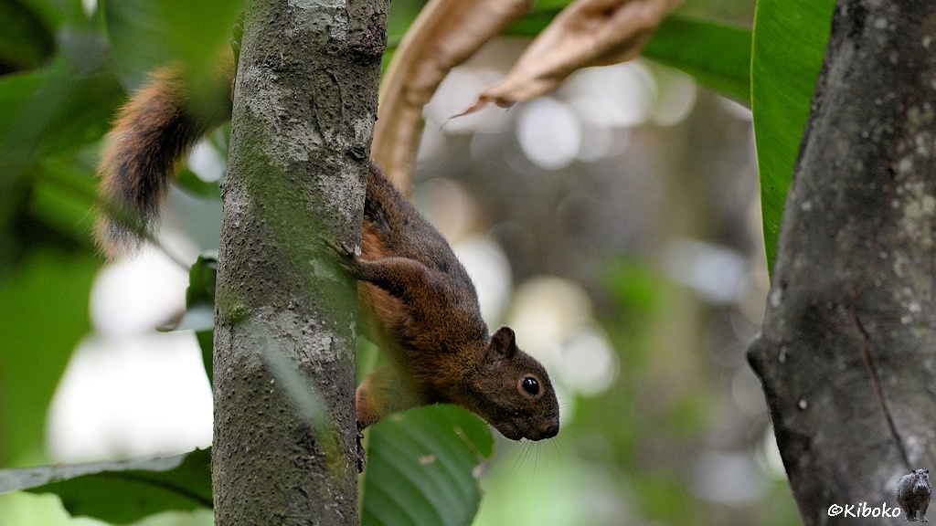 Das Bild zeigt ein graubraunes Eichhörnchen mit rötlichem Bauch und rötlichem Schwanz. Es klammert sich an einem Stamm und schaut schräg nach unten.