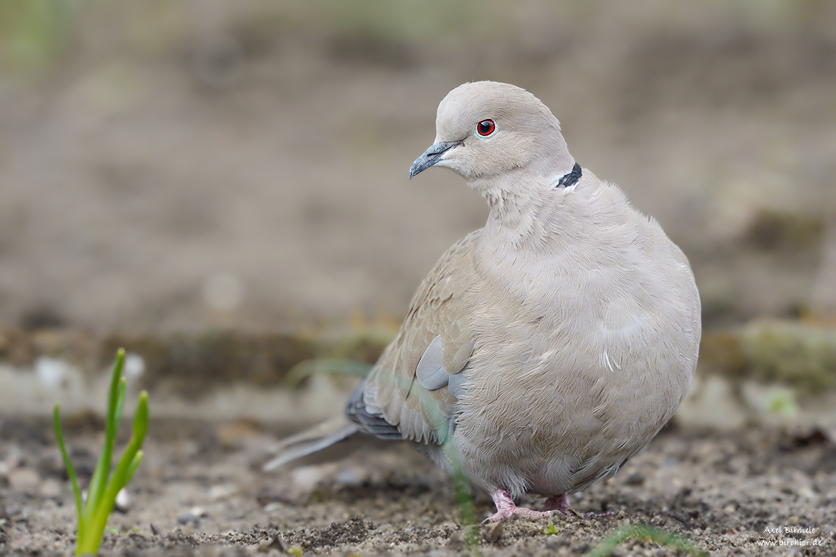 20130317_0101_NX_1200Px.jpg