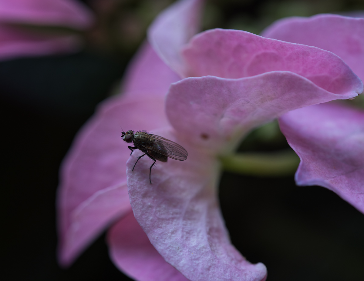 Balkon20180531-2.jpg