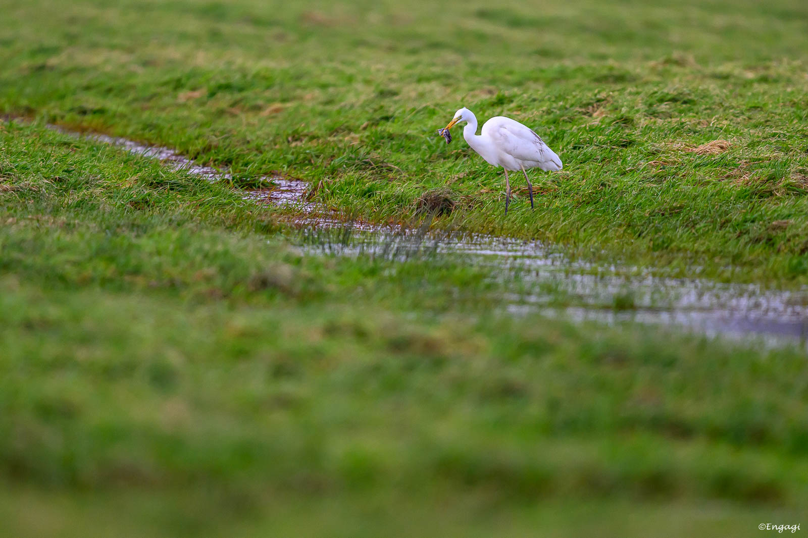 DSC_5252.jpg