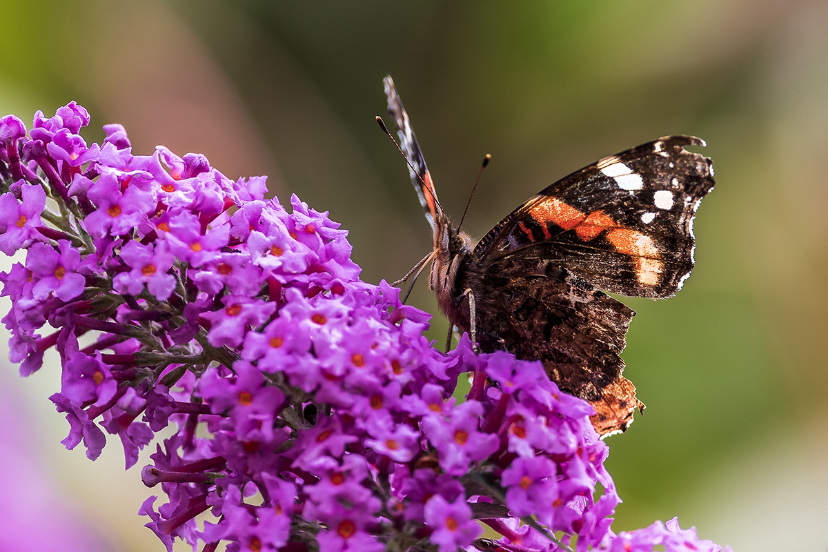 20201007_ND5_0726NF.jpg