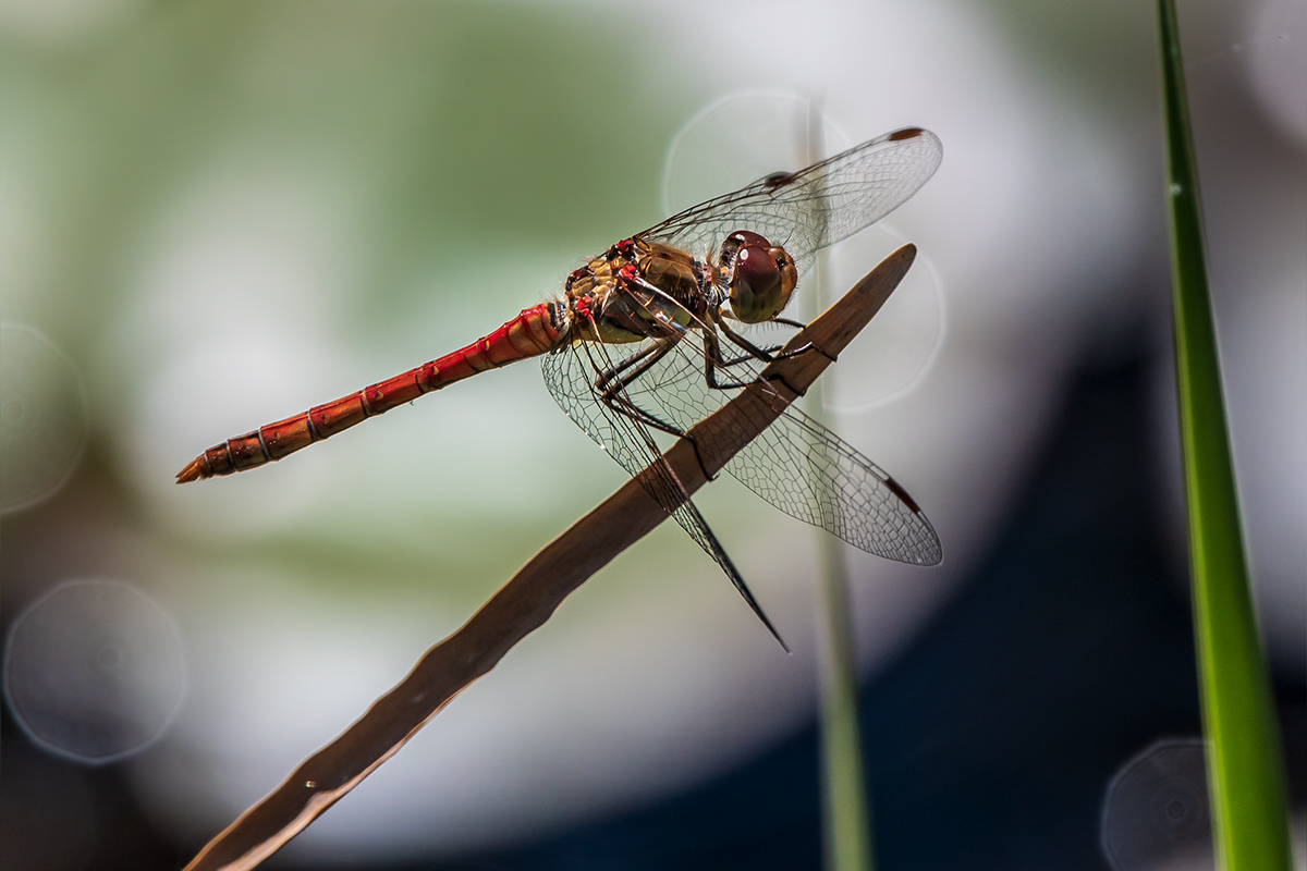 20190903_D500_0043NF.jpg