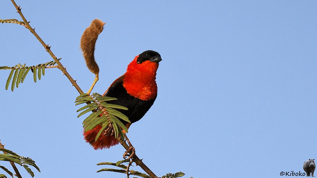 Das Bild zeigt einen schwarz-roten Vogel. Der Vogel ist feuerrot. Nur Kopf und Bauch sind schwarz.