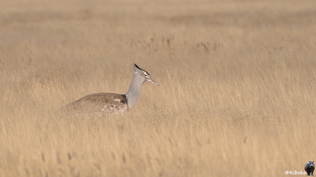 Ein großer Vogel mit hammerförmigen Kopf, grauen Hals und braunen Rücken läuft durch hohes, trockenes Gras.