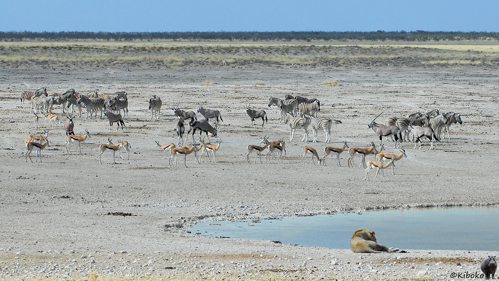 Ein Löwe liegt am türkisfarbenen Wasserloch. Springböcke, Zebras und Oryx trauen sich nicht an das Wasserloch.
