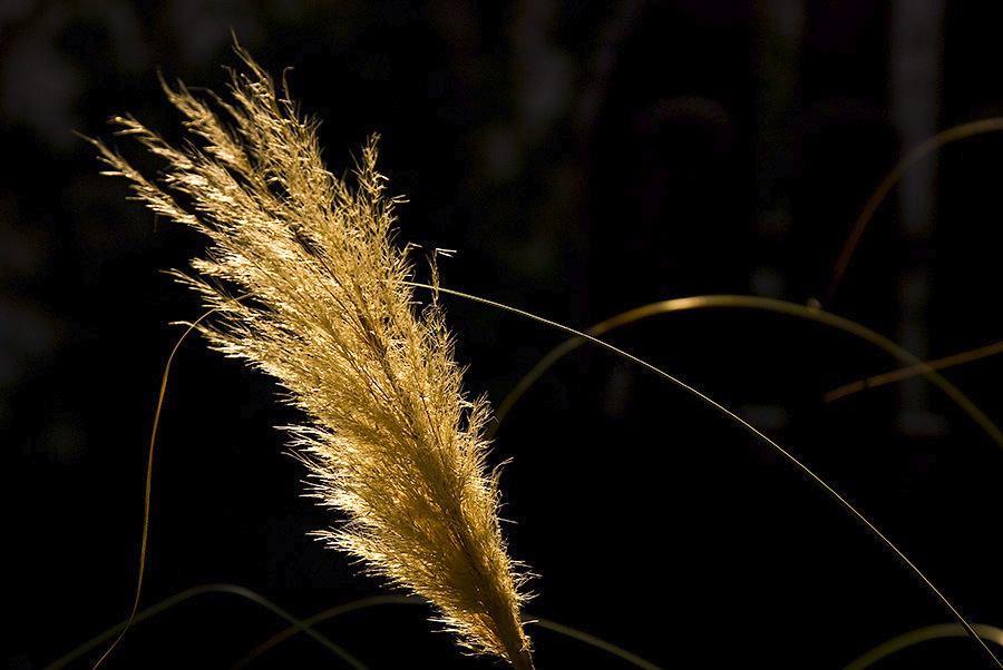 gegenlicht::Goran_Vidovic_.jpg