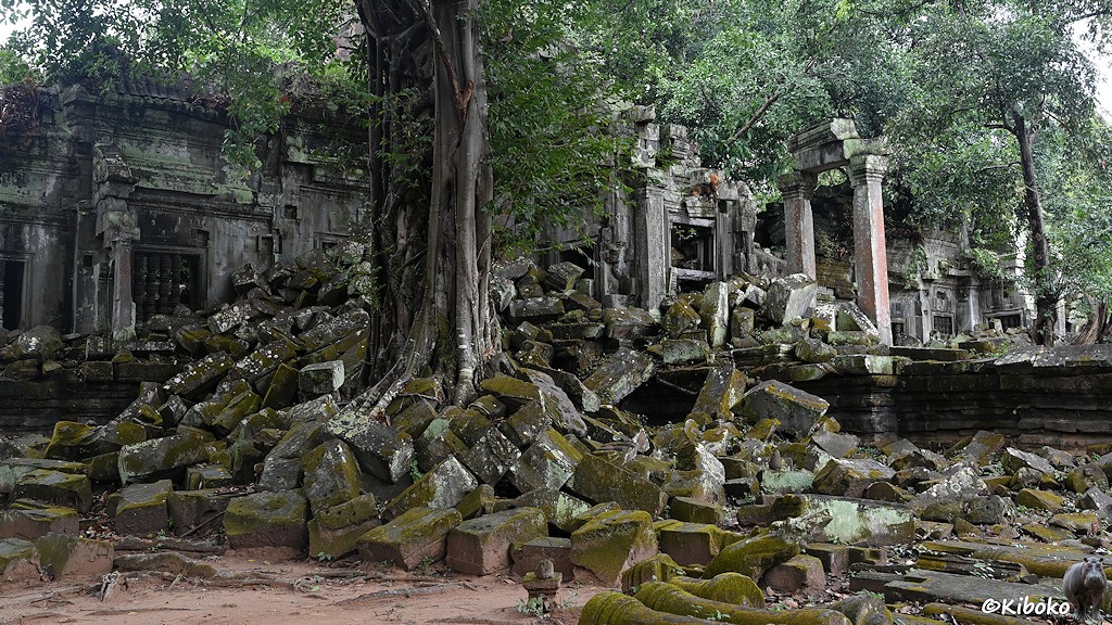 Das Bild zeigt den dicken Stamm eines Baumes auf einem Quaderhaufen. Dahinter sind Ruinen aus grauem Sandstein mit einzelnen viereckigen Säulen.