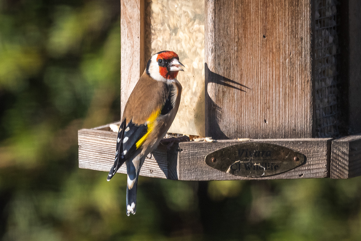 20201124_D500_2873NF.jpg