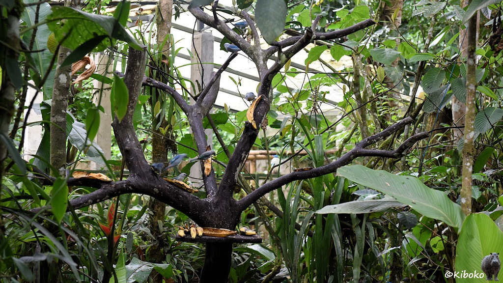 Das Bild zeigt einen trockenen stark verästelten Baum aus schwarzem Holz. An dem Baum sind an fünf Stellen Nägel eingeschlagen, an denen Bananen geheftet werden. Am Stamm ist eine Ablage mit weiteren Bananen. Im Baum und an den Bananen sind 7 graublaue Vögel. Um den Baum herum ist lebende Pflanzen mit großen Blättern und ein paar Blumen. Im Hintergrund ist ein Zeltdach vom Nachbargrundstück.