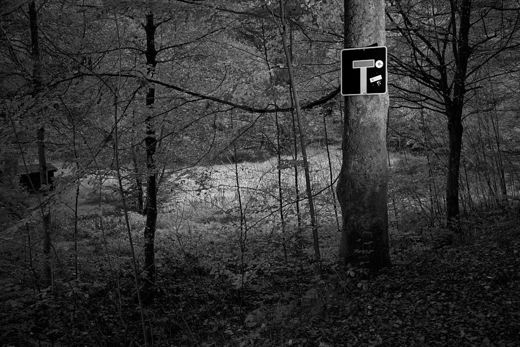 wald2.jpg