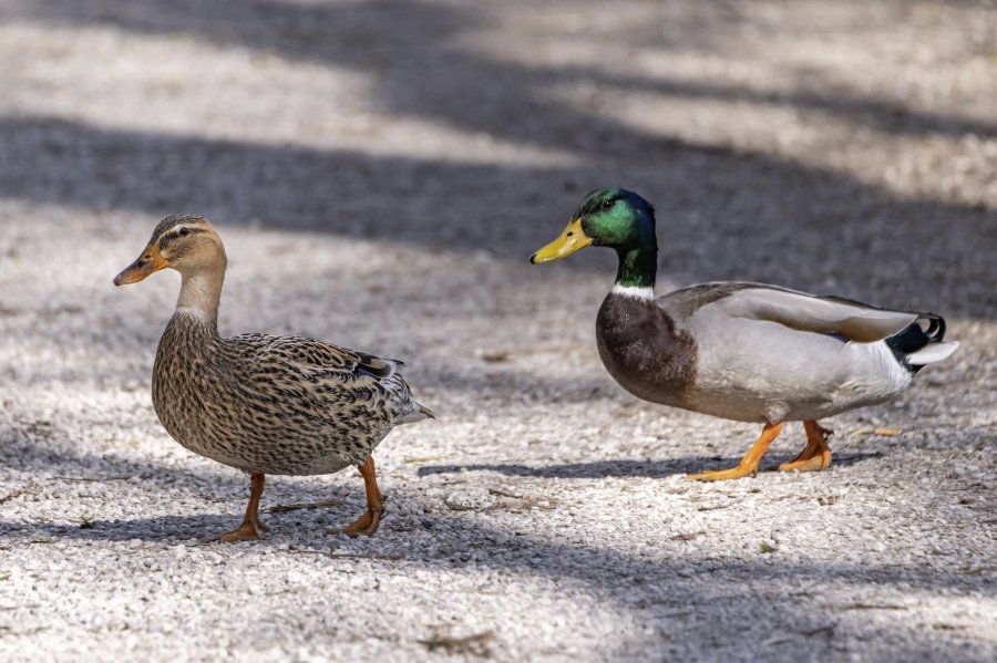 tierpark_haag23_26.jpg