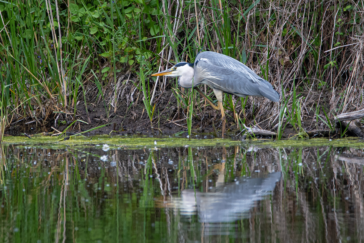 full