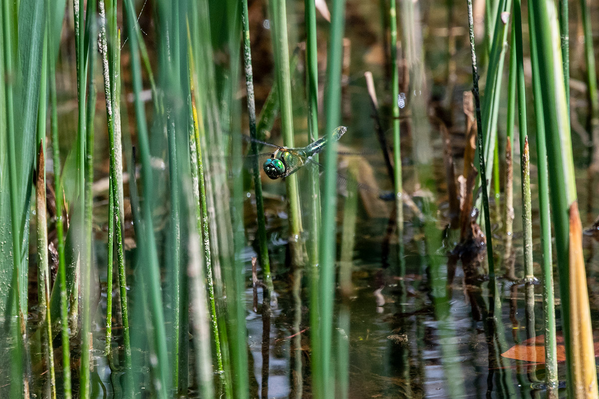 20180511_D500_2073NF.jpg