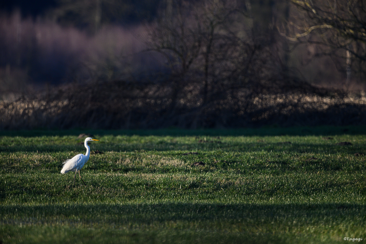 DSC_1592.jpg