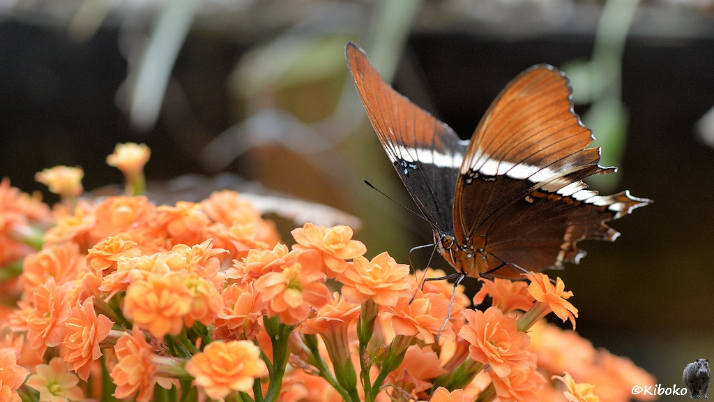 Das Bild zeigt einen Schmetterling mit unten dunklen Flügeln über einer weißen Linie sind die Flügel orange. Er sitzt auf einer Blume mit vielen kleinen orangen Blüten.