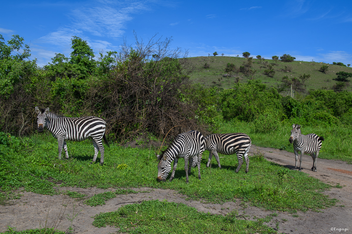 Uganda%202279.jpg