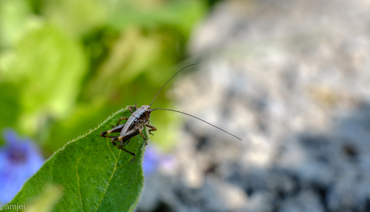 DSCF9377.jpg