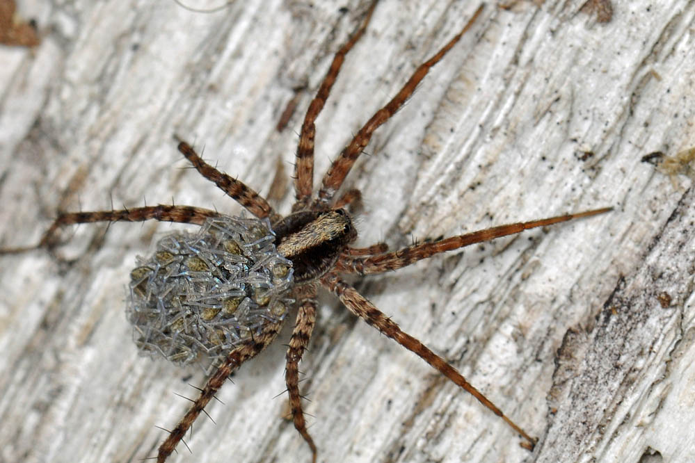 pardosa.jpg