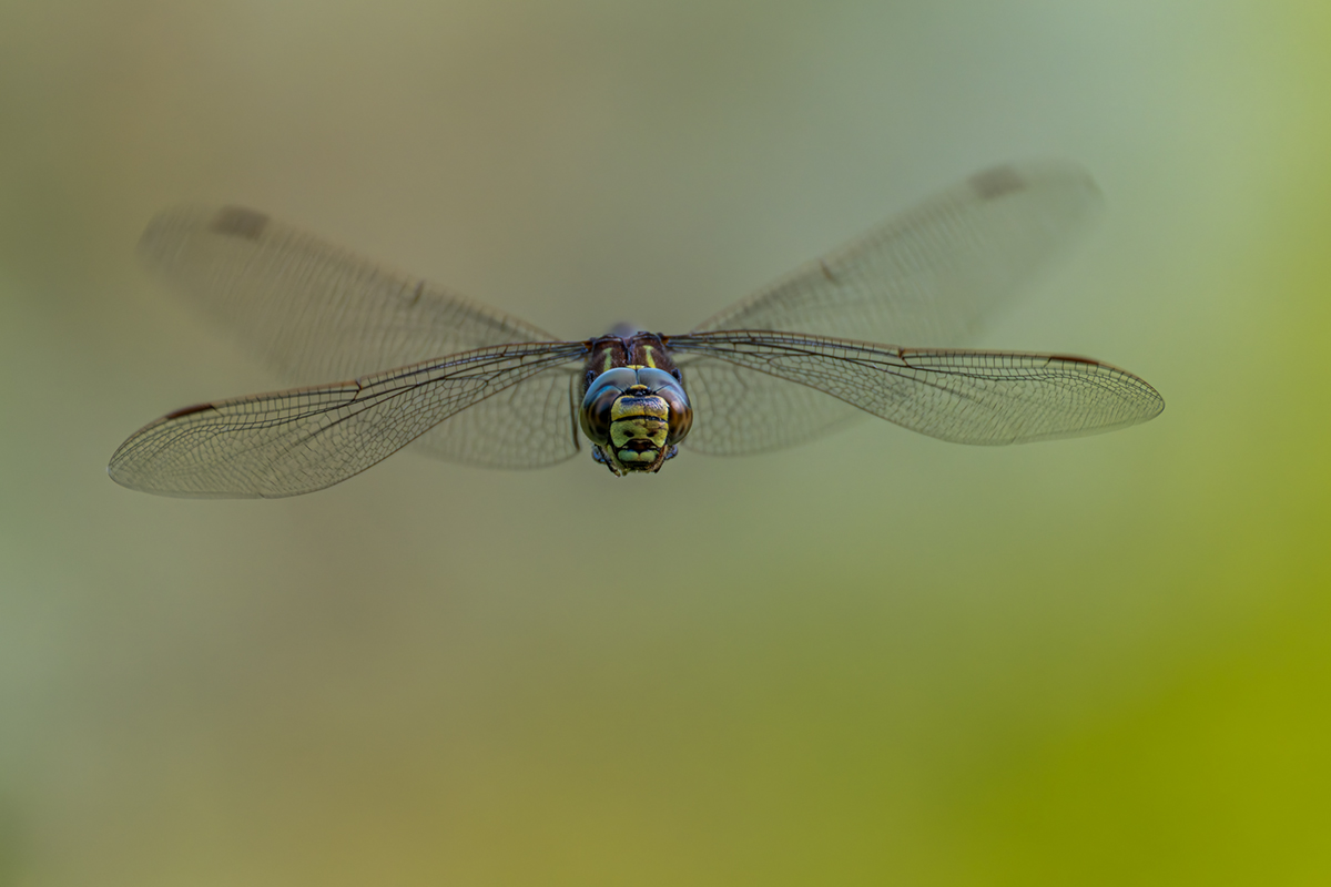 20260627_NZ8_1074_DPXNF.jpg
