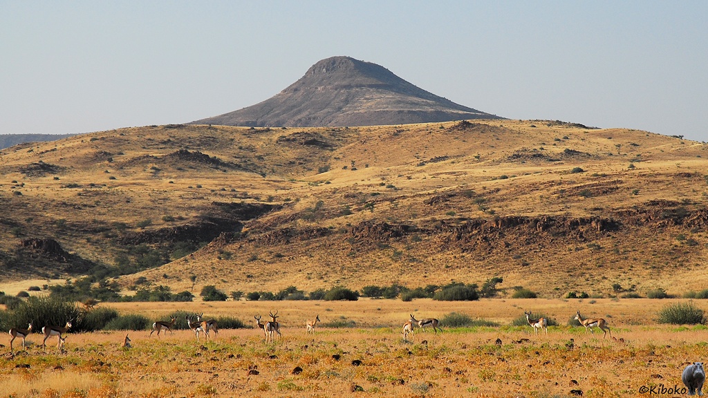 Braun-weiße Gazellen mit schwarzem Seitenstreifen stehen auf einer trockenen Grasfläche vor einem Berg.