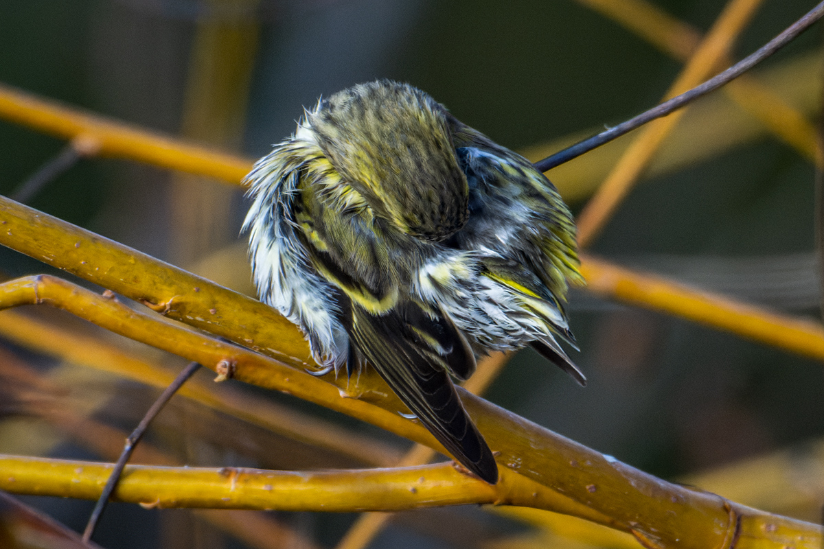20240101_NZ9_0026_DPNF.jpg