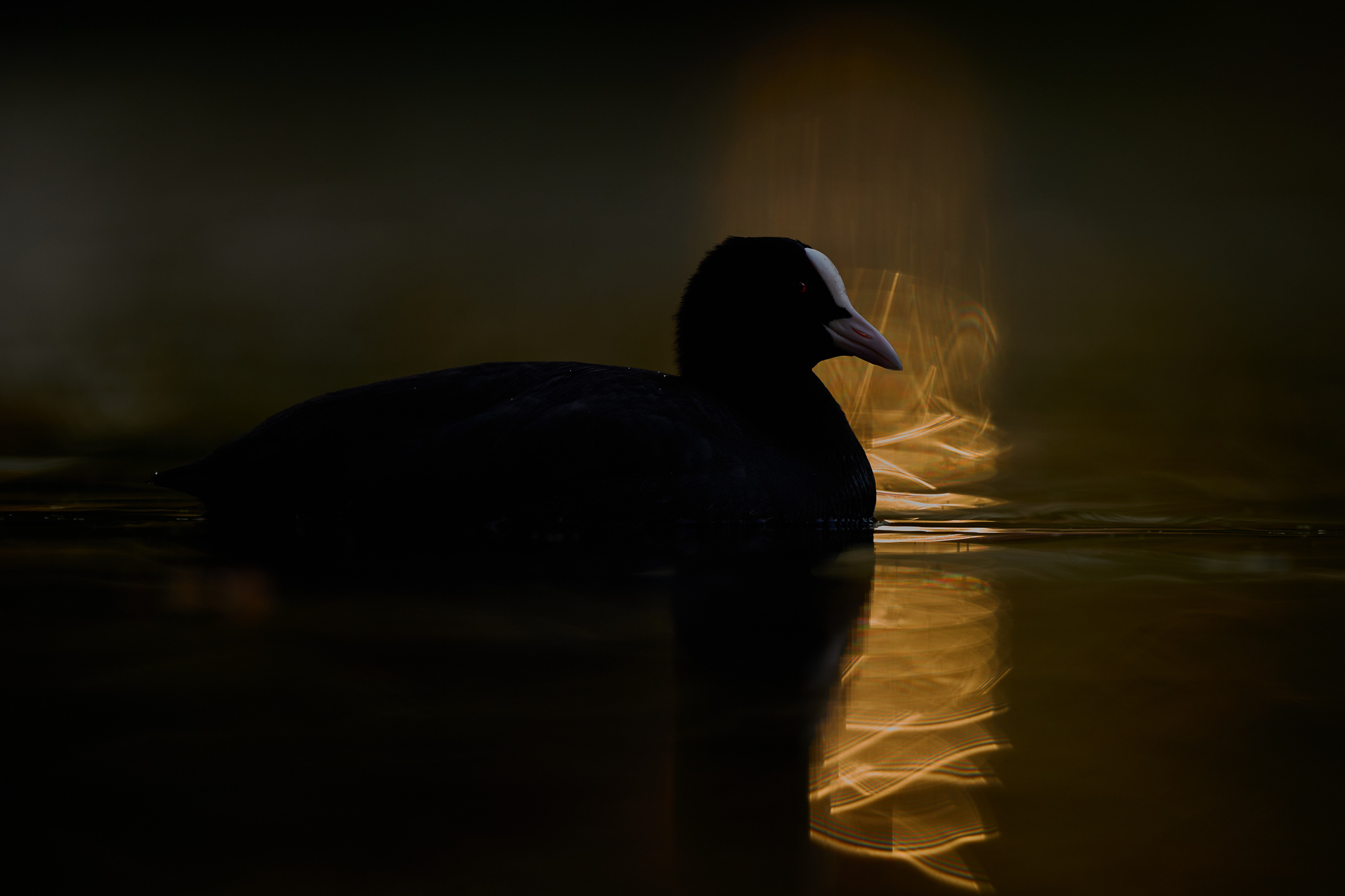 DSC_2079-X4.jpg