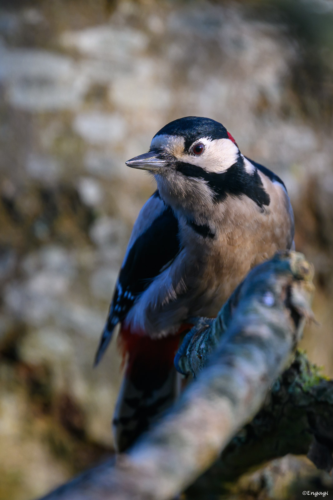 DSC_3459.jpg