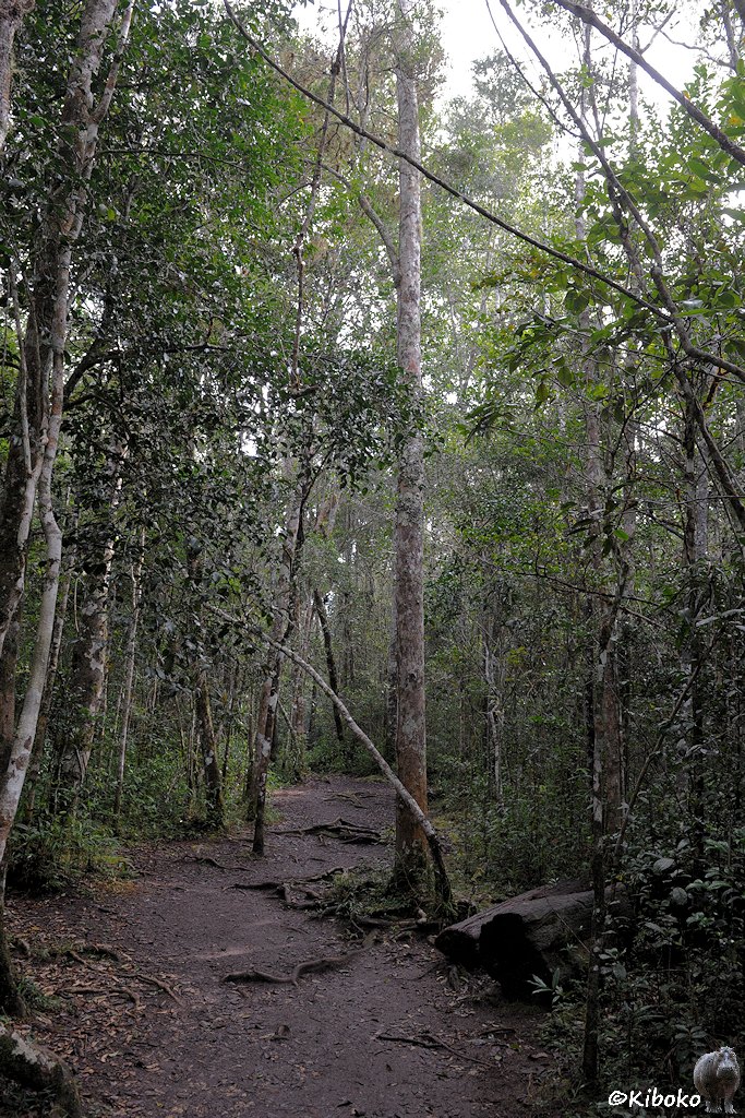 Schmaler Weg mit Wurzeln zwischen Bäumen und dichter Vegetation.